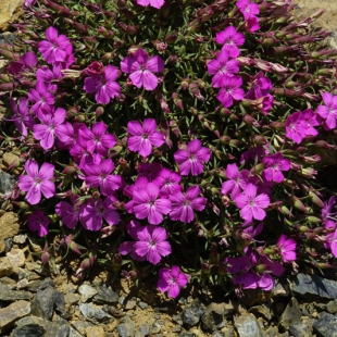 Dianthus haematocalyx ssp pindicola